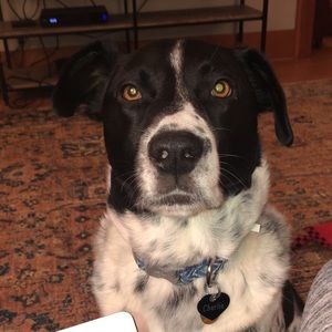 Meet your Posher, Holly